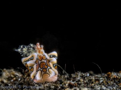 Sagaminopteron psychedelicum AKA Psychedelic Batwing Slug... by Hon Ping 
